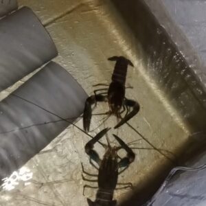 lobster