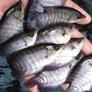 Bibit Ikan Gurame