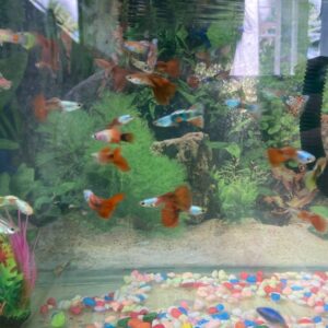 ikan guppy