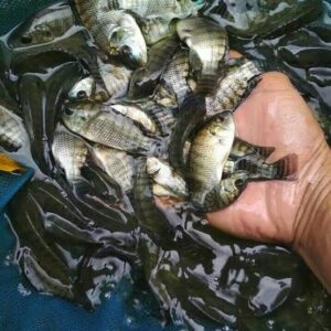 bibit ikan nila
